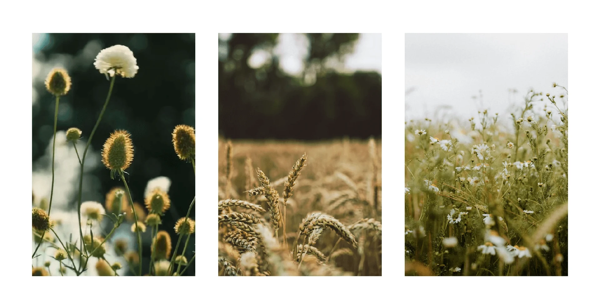 Nestled — Photography